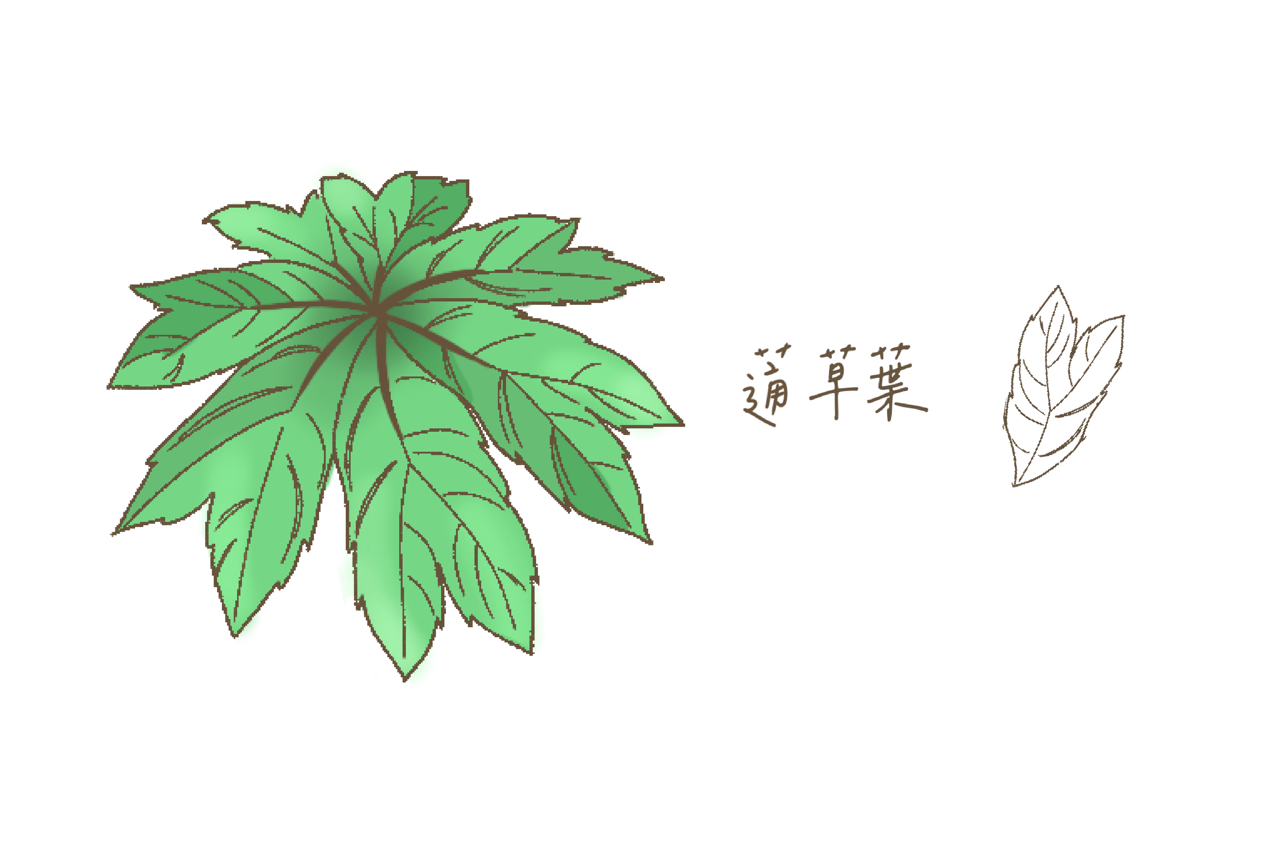 蓪草獨有的心型綠葉