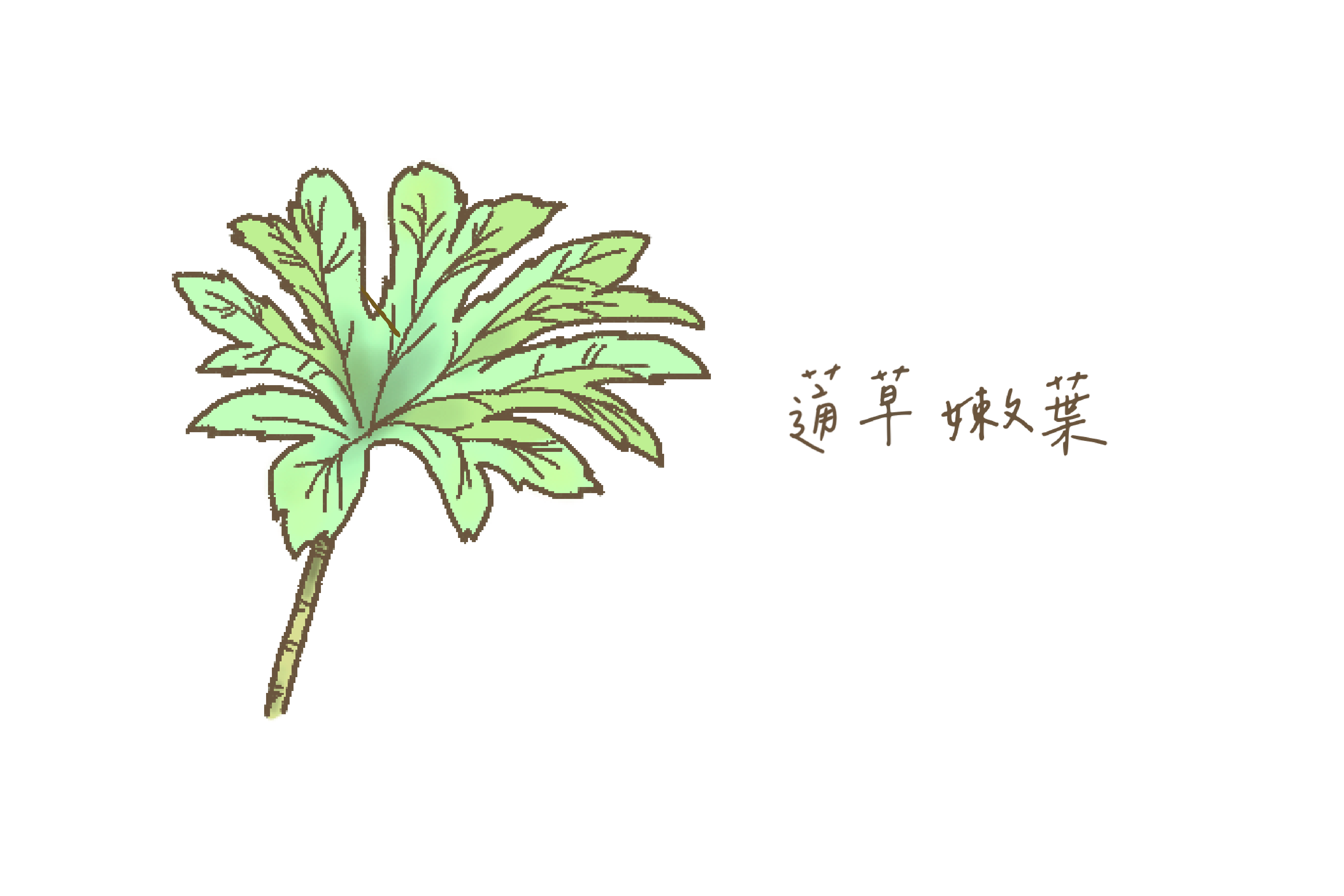 黃褐色的星狀絨毛會長在嫩葉的兩面