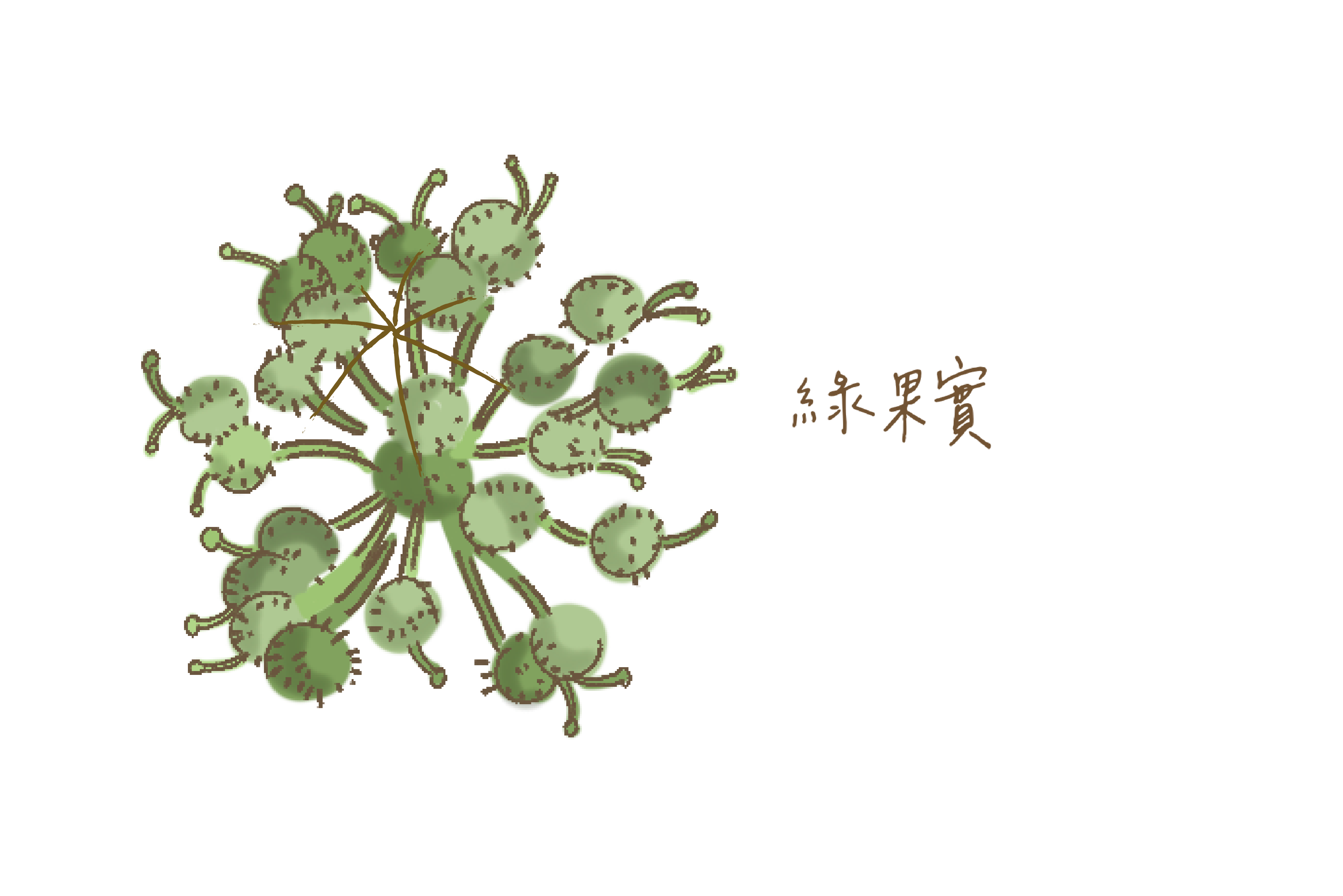 綠果實代表未熟