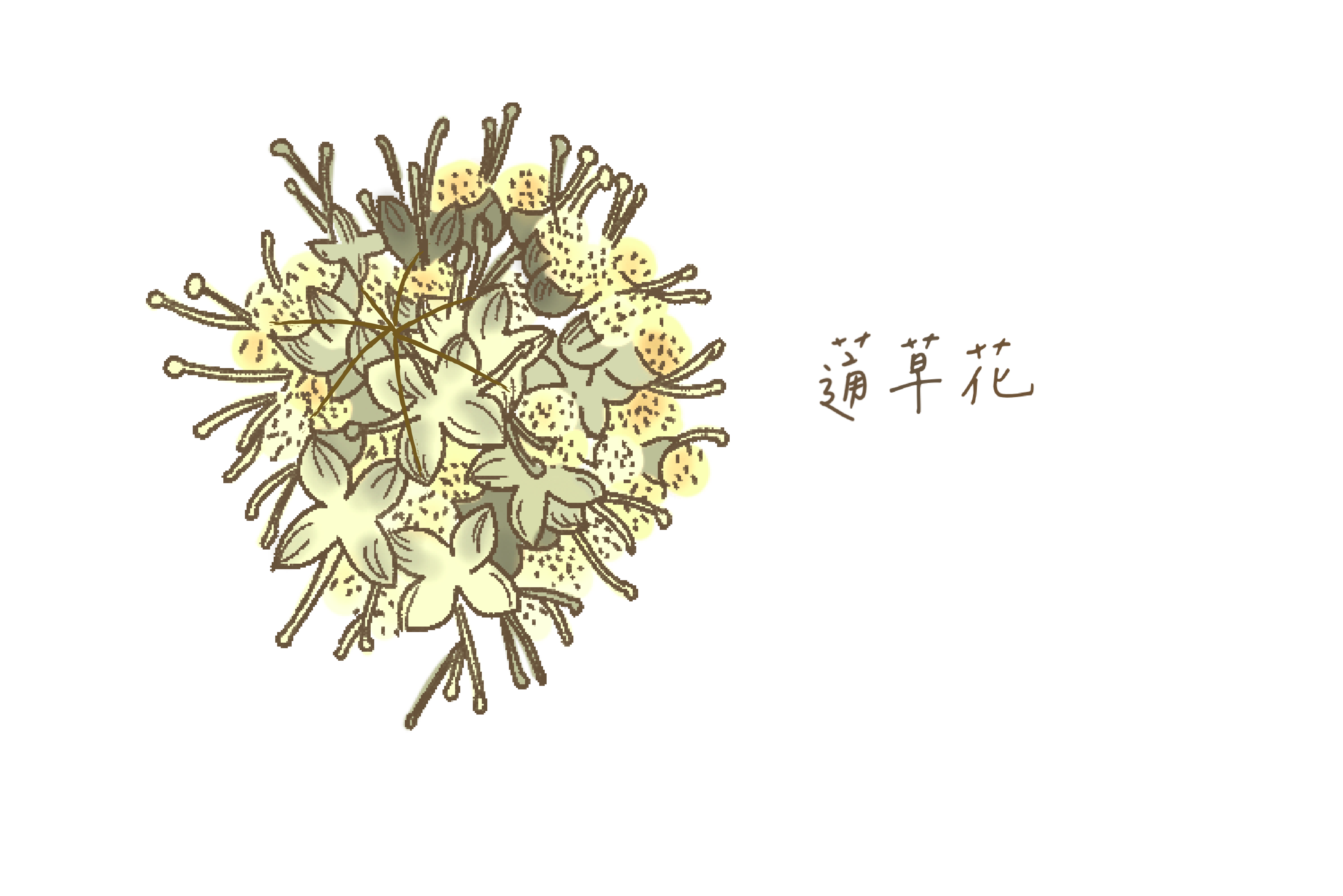 黃褐色及淡黃色，花苞約有30朵小花