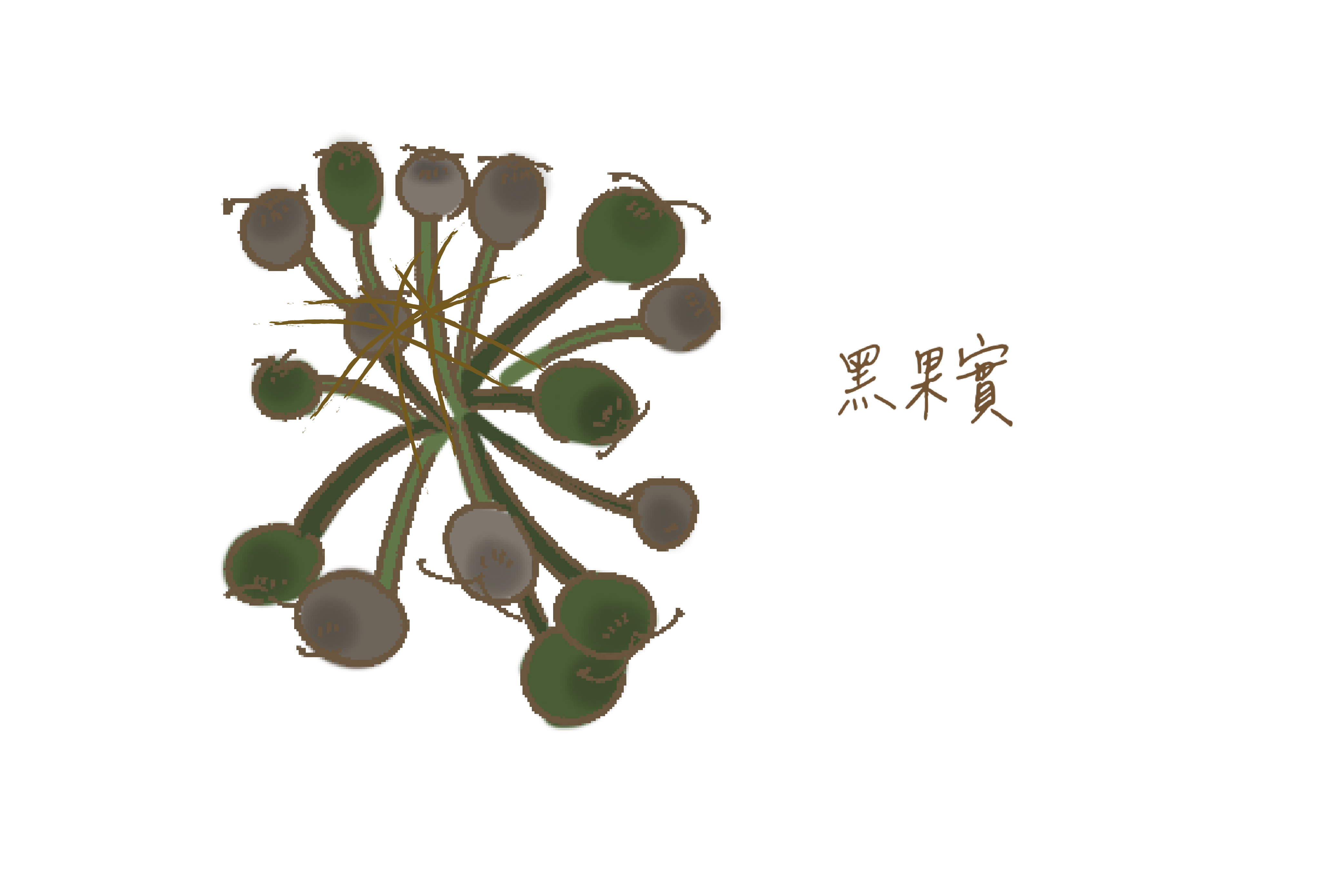 轉黑代表成熟