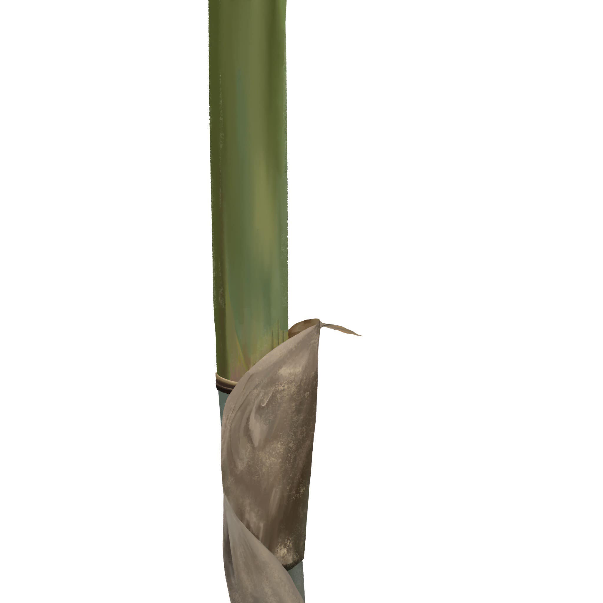 麻竹
